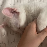 Telegram profile photo for Cat Owners Confession!