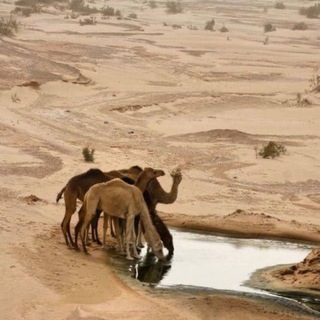 Telegram profile photo for ᷂ثواب