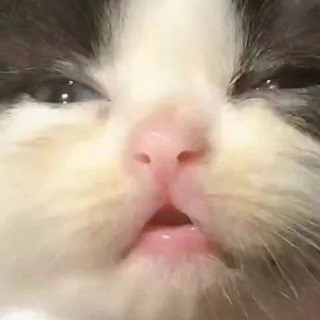 Telegram profile photo for Магнит Кринжа 🐈