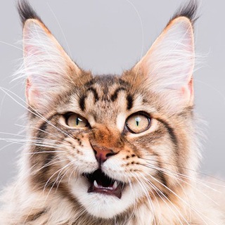 Telegram profile photo for ITsCats