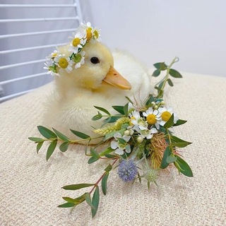 Telegram profile photo for чутчут рест| Качине озерце 🌱🏵|