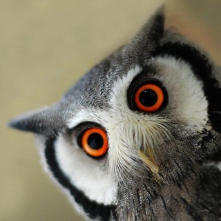 Telegram profile photo for Совица 🦉