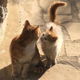 Telegram profile photo for Влоги ~ котиков 😺😻😽😹😸