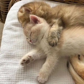 Telegram profile photo for Милые котечки💕