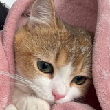 Telegram profile photo for Кошачий уют