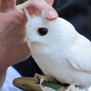 Telegram profile photo for Овцевозка