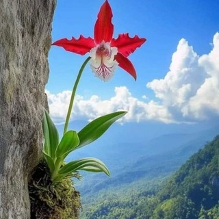 Telegram profile photo for 📚 𝔼𝕃𝕄 📚 𝕍Ə 🍃ℍİ𝕂𝕄Ə𝕋 𝕊İ𝕄𝔸𝕊𝕀 🍃