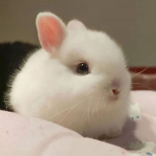 Telegram profile photo for Полина зомбааан