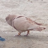 Telegram profile photo for زاپاس کبوتران عاشق