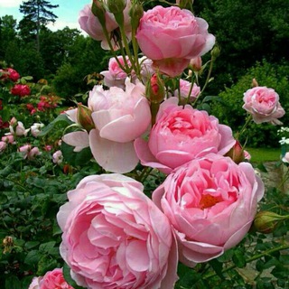 Telegram profile photo for دنیای روان