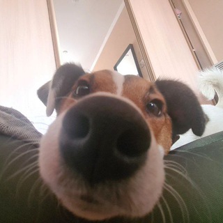Telegram profile photo for Самарские гойчики SQD