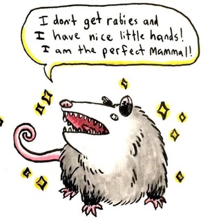 Telegram profile photo for POSSUM TIME
