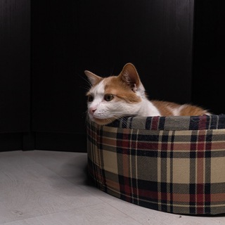 Telegram profile photo for Котики и все, все, все
