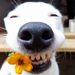 Telegram profile photo for #охужэтипёсели