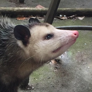 Telegram profile photo for Всратые опоссумы