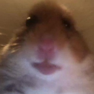 Telegram profile photo for $Hami Coin