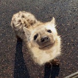 Telegram profile photo for Бем пищит