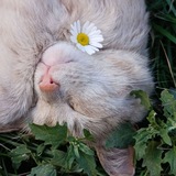 Telegram profile photo for Улётный Убийца☀️