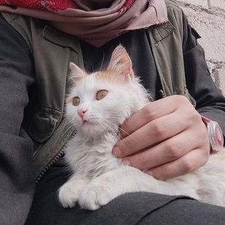 Telegram profile photo for سفير الخير