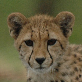 Telegram profile photo for HourlyCheetahs
