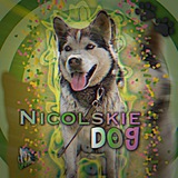 Telegram profile photo for nikole dog