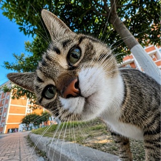 Telegram profile photo for SAIDOV