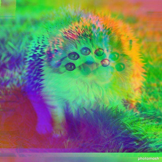 Telegram profile photo for Сорока Плюшкина︎
