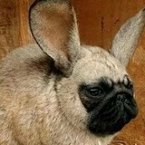Telegram profile photo for snoiskihkin(x)Экспонат