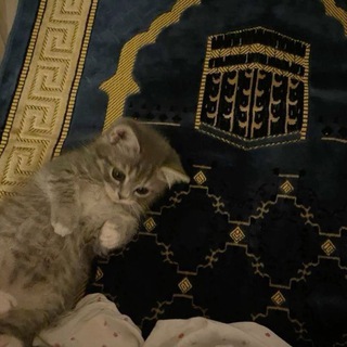 Telegram profile photo for القرآن الكريم،ادعية،أذكار