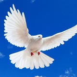 Telegram profile photo for Христианские проповеди АСД