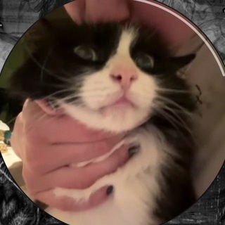 Telegram profile photo for мяркркркр