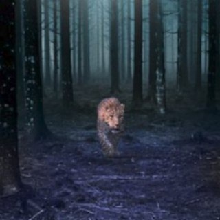 Telegram profile photo for Dark Trading Group