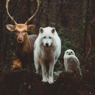 Telegram profile photo for Symphony of Nature πβπΎπ±