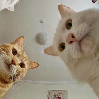 Telegram profile photo for Наташины коты