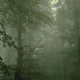 Telegram profile photo for Jungle