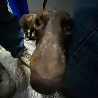 Telegram profile photo for Hunter club