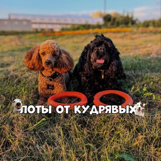 Telegram profile photo for Лоты от кудрявых🐾