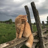Telegram profile photo for Пункши