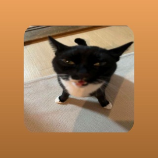 Telegram profile photo for кладовка чиза