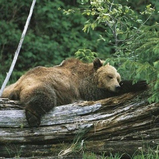 Telegram profile photo for 🐻Help| Разные услуги. 14+