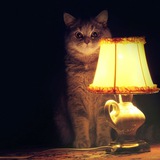 Telegram profile photo for Офигительные истории из Хакасии