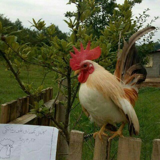 Telegram group profile photo for گروه نگهداری طیور خانگی 🐤🐣