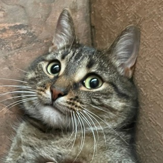 Telegram profile photo for Шизо Фистер