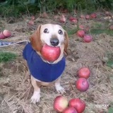 Telegram profile photo for Ой что это... ХЛЕБ🍞