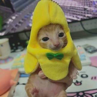 Telegram profile photo for Рест (Котоклубника или Коку)