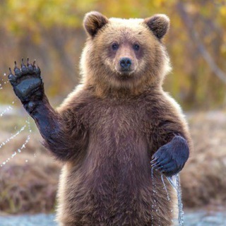 Telegram group profile photo for Aenhà gấu