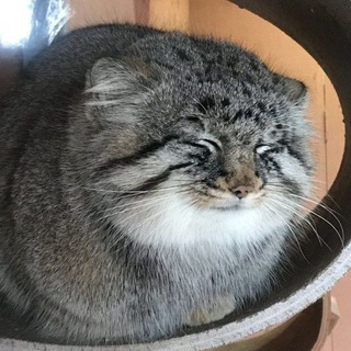Telegram profile photo for Anchor