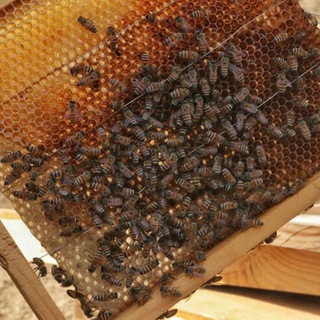 Telegram profile photo for فوائد العسل🌷🐝🌷🍯