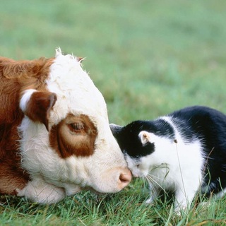 Telegram profile photo for Котики и коровы: (критические) исследования животных