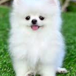 Telegram profile photo for jirayakiresearch